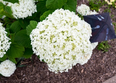 White Flowers