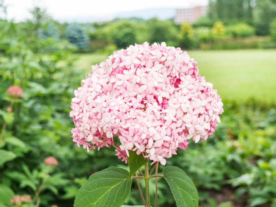 Photo: Pink and White Flowers