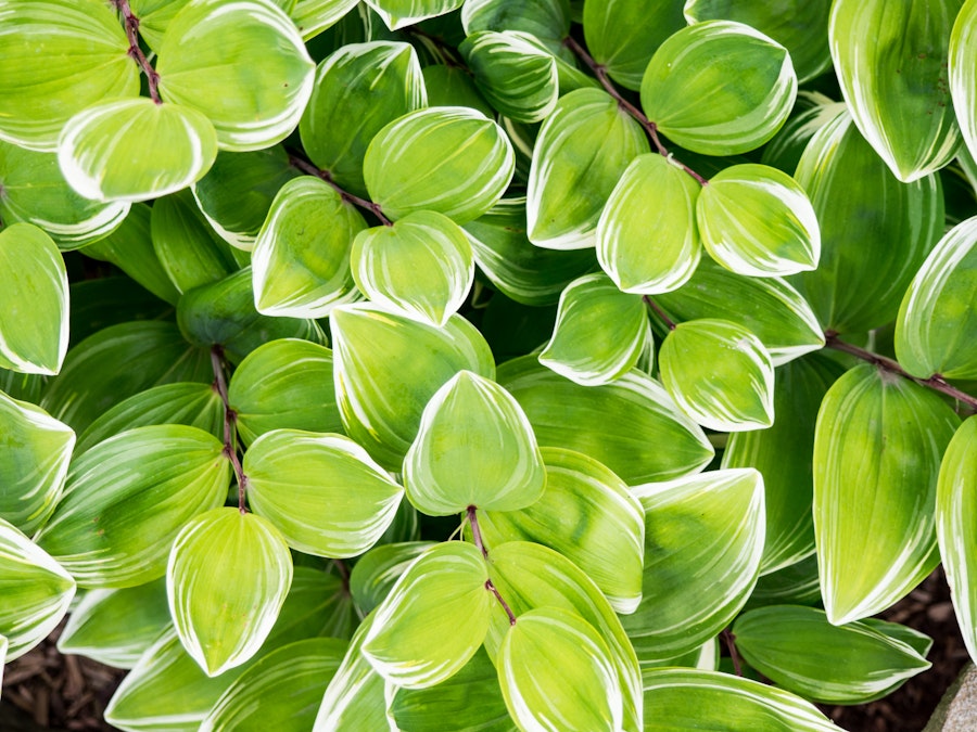 Photo: Green Leaves