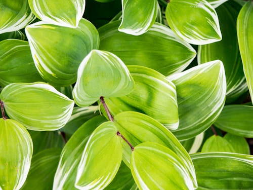 Green Leaves