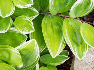 Green and White Leaves