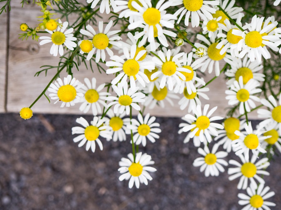 Photo: Yellow and White Flowers Over Sidewalk