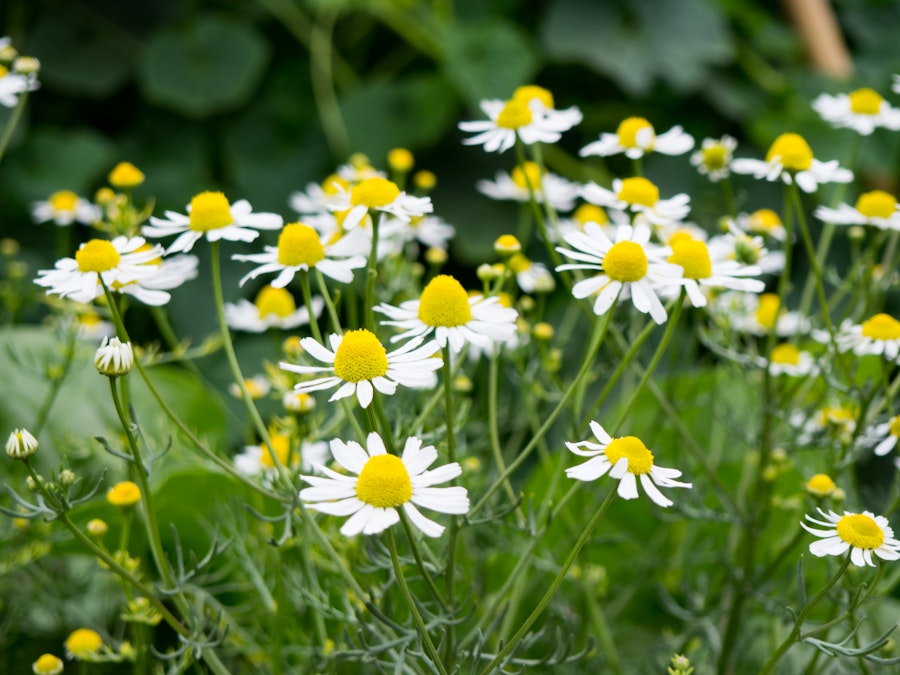 Photo: White and Yellow Flowers