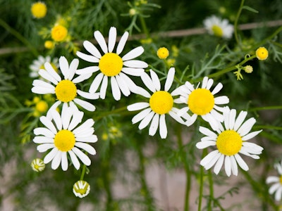 Yellow and White Flowers