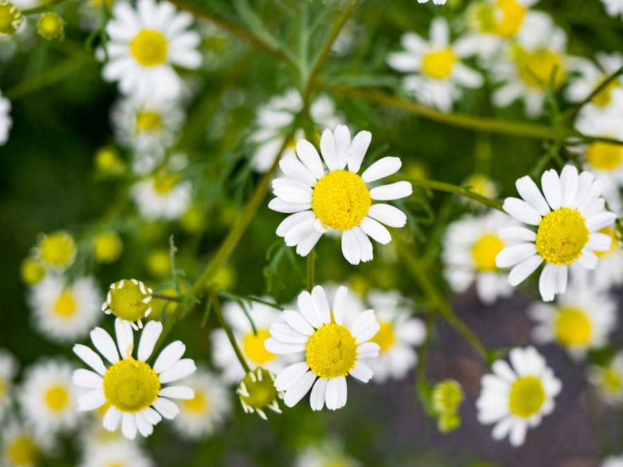Photo: White and Yellow Flowers
