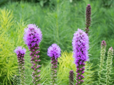 Purple Flowers