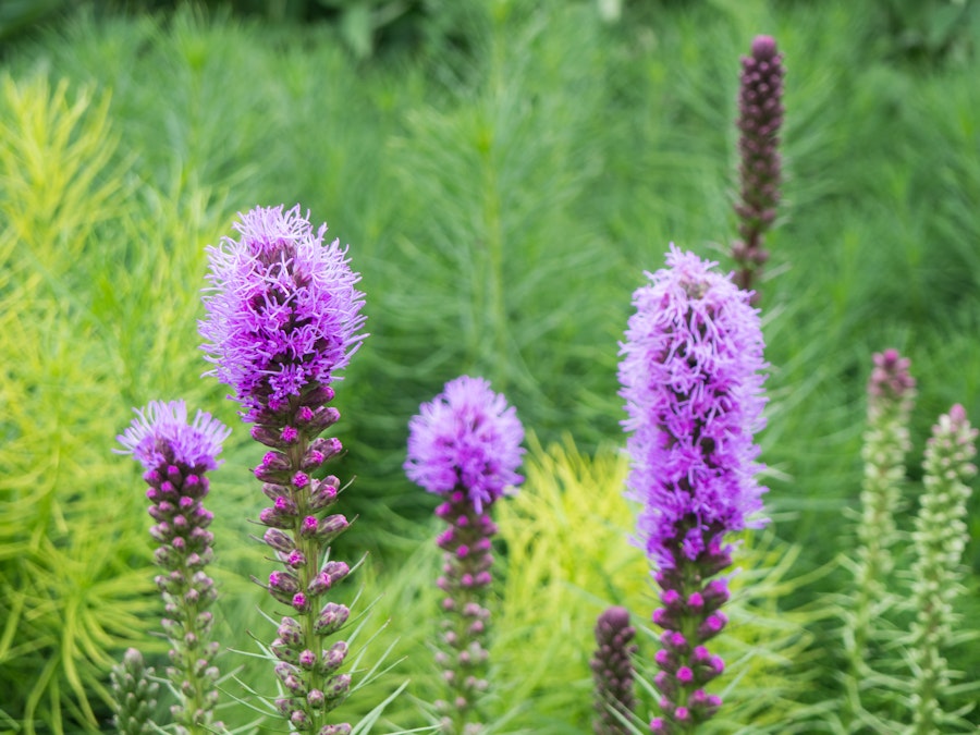 Photo: Purple Flowers