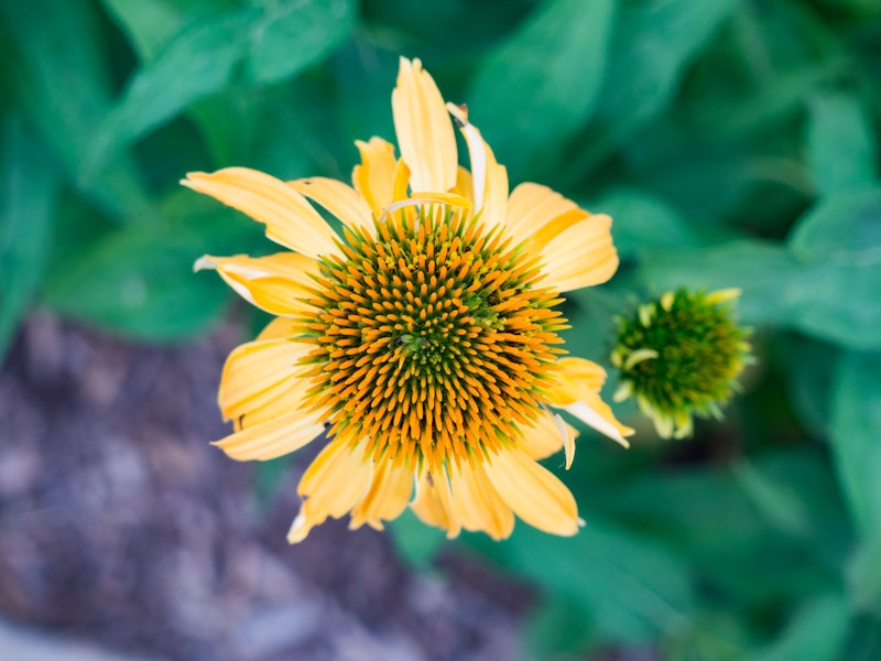 Photo: Yellow Flower From Overhead
