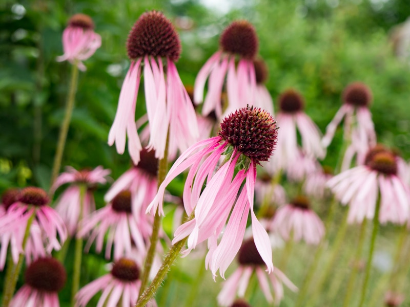 Photo: Pink Flowers