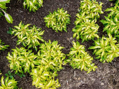 Green and White Leaves in Soil