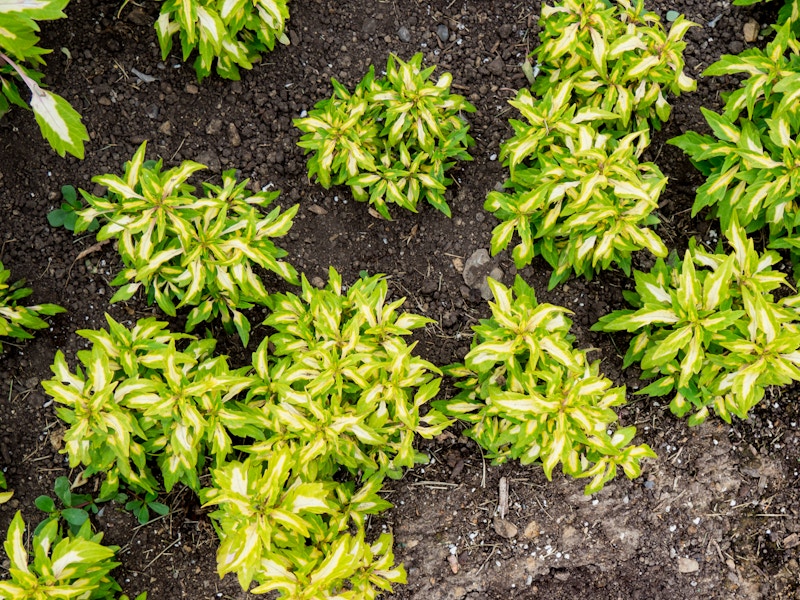 Photo: Green and White Leaves in Soil