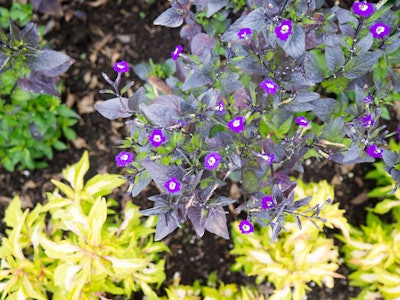 Small Purple Flowers in Garden