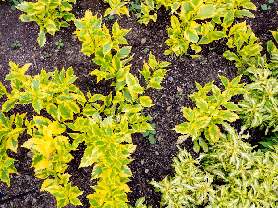 Photo: Yellow and Green Leaves on Soil