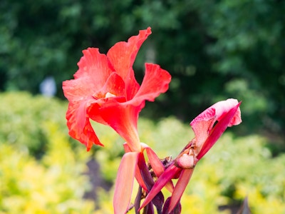 Red Flower in Focus