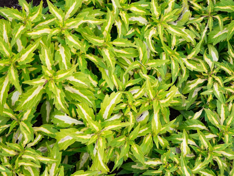 Photo: Repeating Leaves Texture