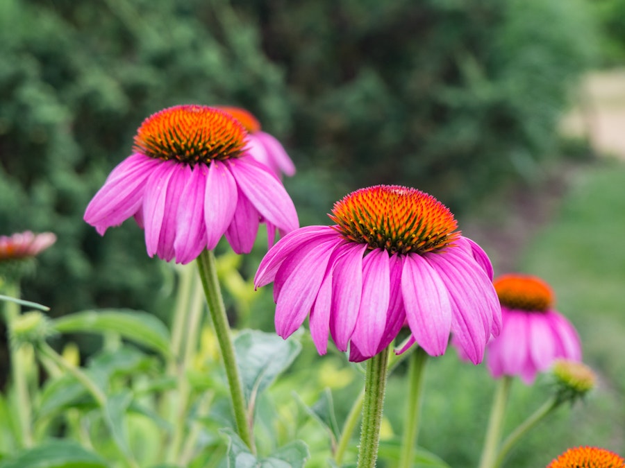 Photo: Pink and Orange Flowers