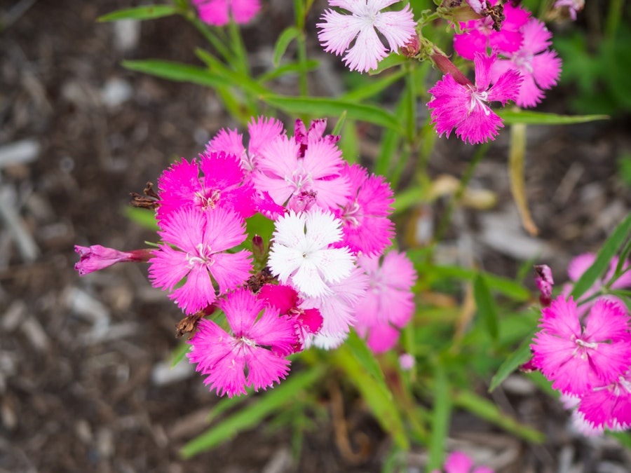 Photo: Pink Flowers