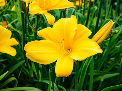 Yellow Flowers and Leaves