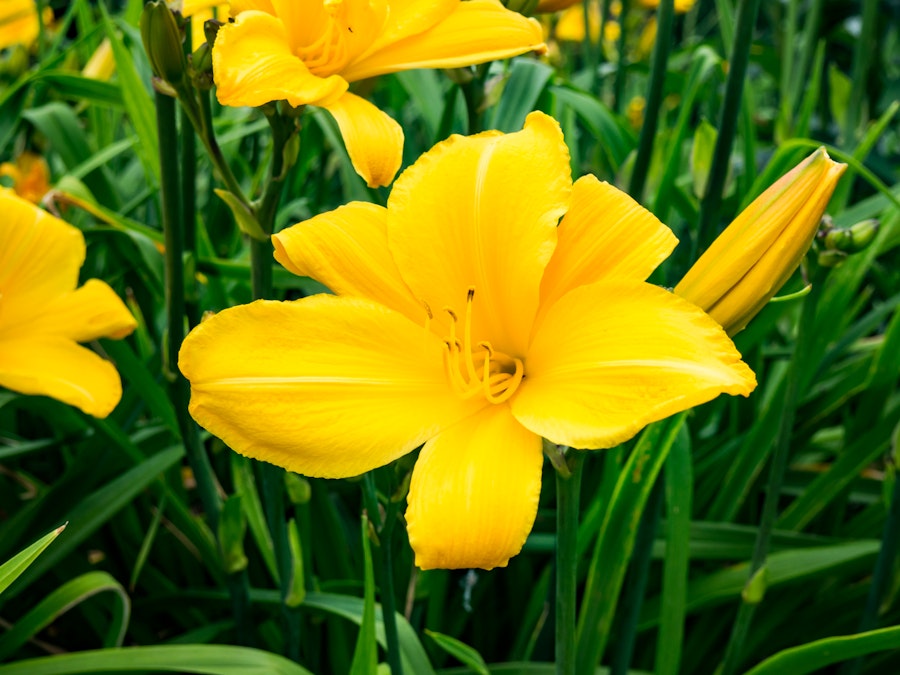 Photo: Yellow Flowers and Leaves