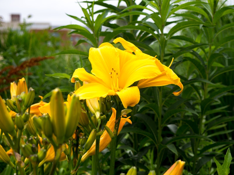 Photo: Blooming Yellow Flower in Garden