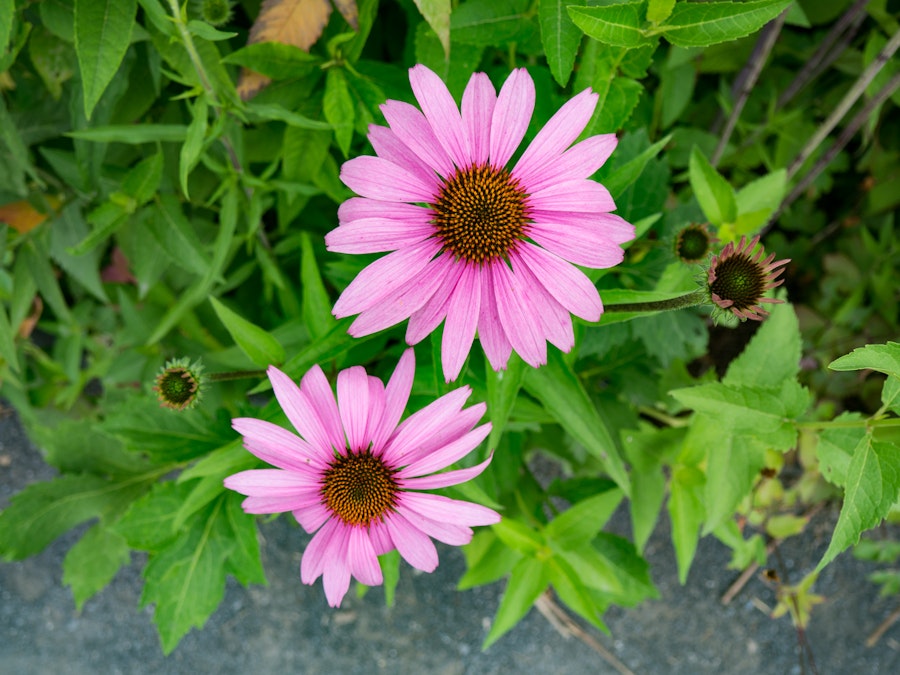 Photo: Pink Flowers in Garden