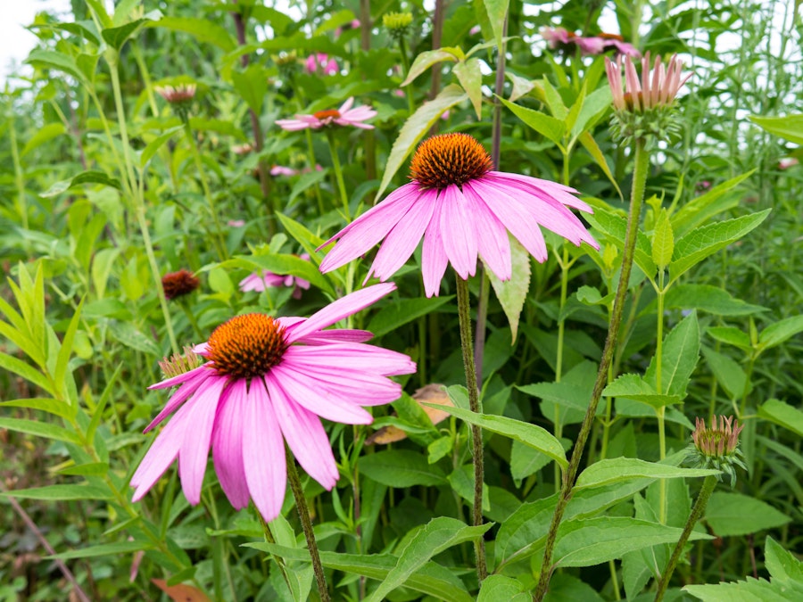 Photo: Pink and Orange Flowers