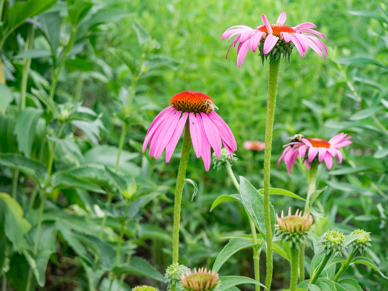 Photo: Pink Flowers in Garden with Bee
