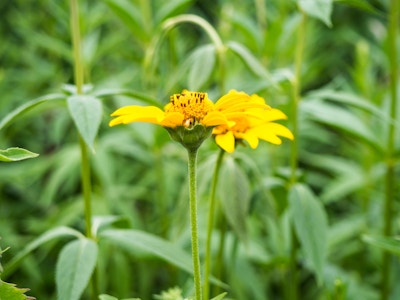 Yellow Flower in Garden