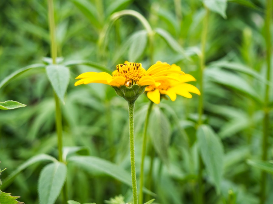 Photo: Yellow Flower in Garden