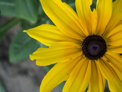 Yellow and Black Flower - A yellow flower with a black center over green leaves