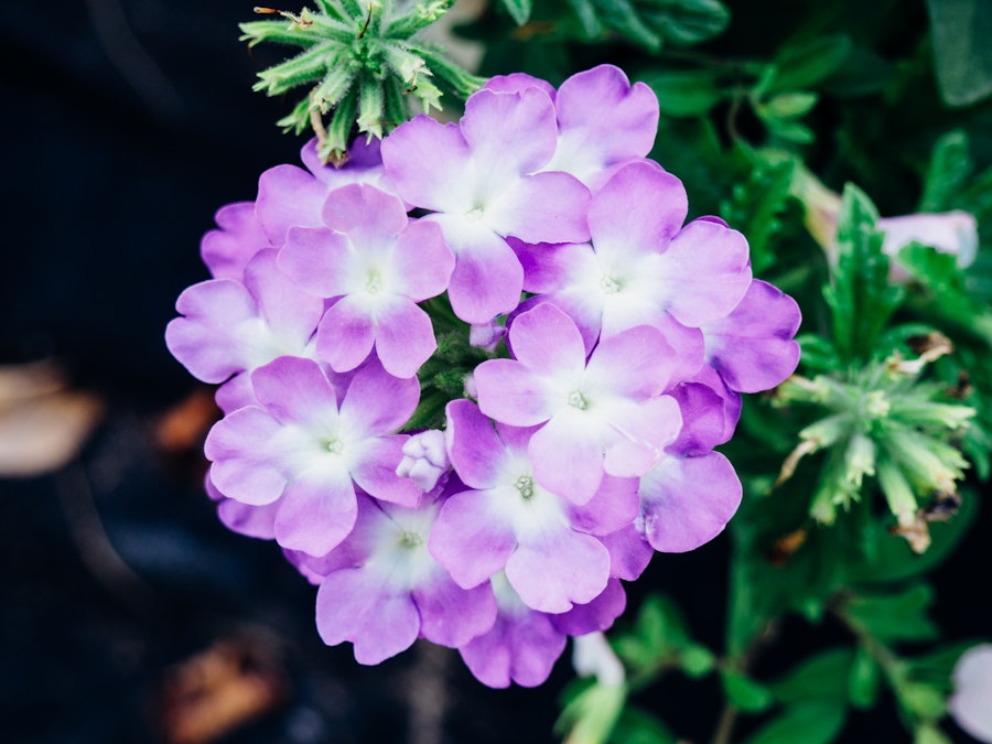 Photo: Purple Flowers
