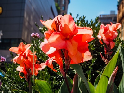 Red Flowers - A close up of red flowers in a park