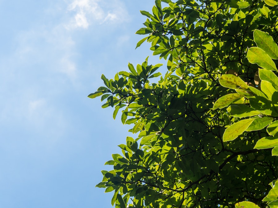 Photo: A tree with green leaves under blue skies 