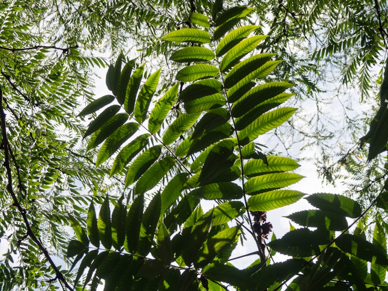 Photo: Green Leaves on Tree Branches