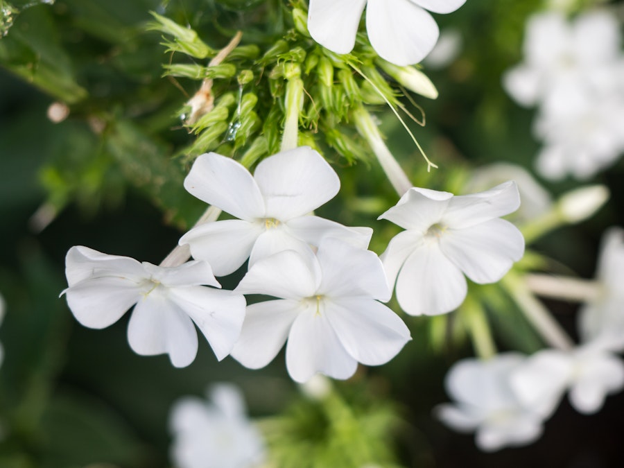 Photo: White Flowers