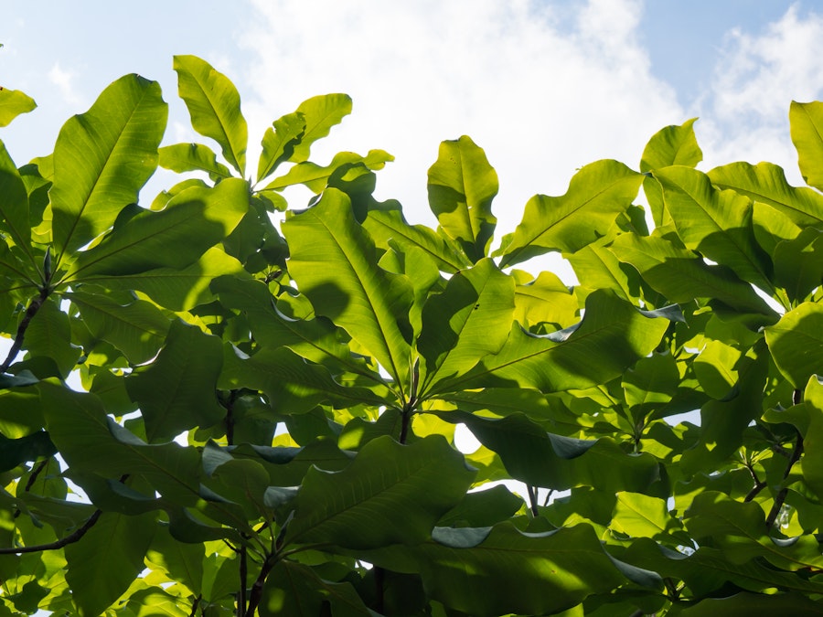 Photo: Green Leaves in Sun and Shadows