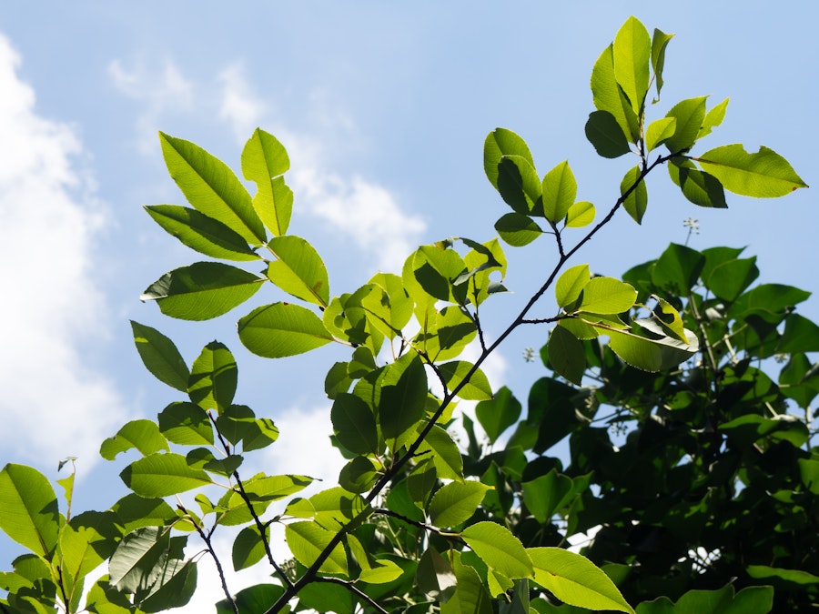 Photo: Green Leaves and Blue Sky