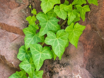 Green Leaves on Rocks