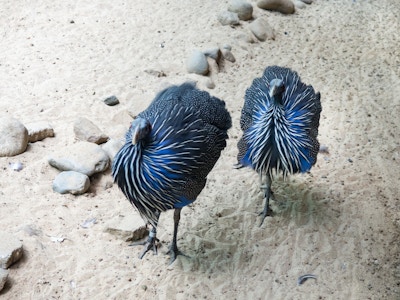 Blue and Black Birds