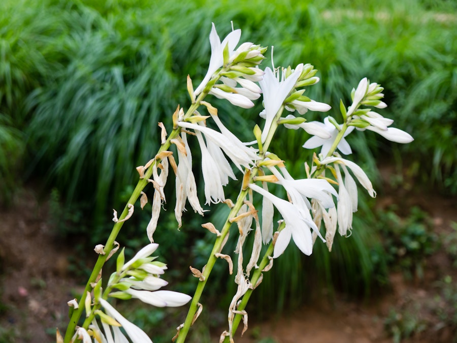 Photo: White Flowers in Garden