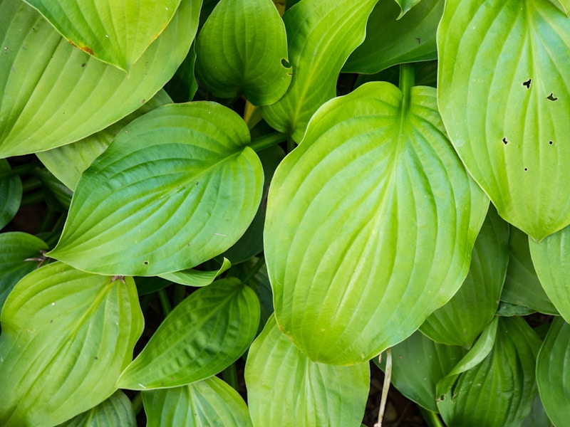 Photo: Green Leaves