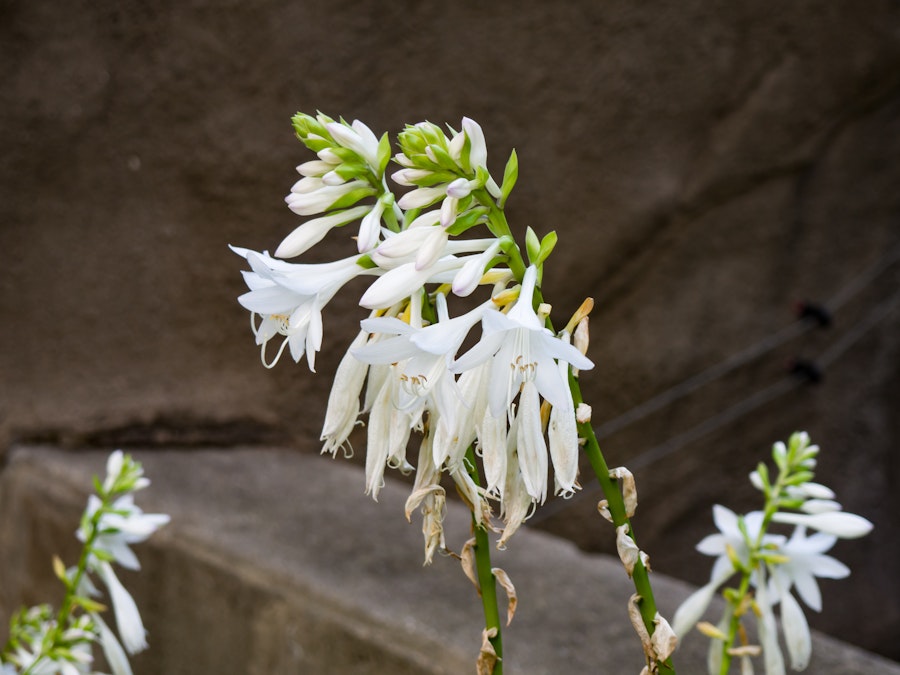 Photo: White Flowers