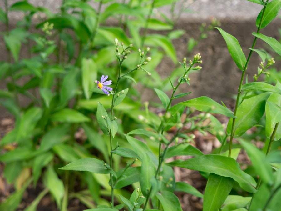 Photo: Small Purple Flower