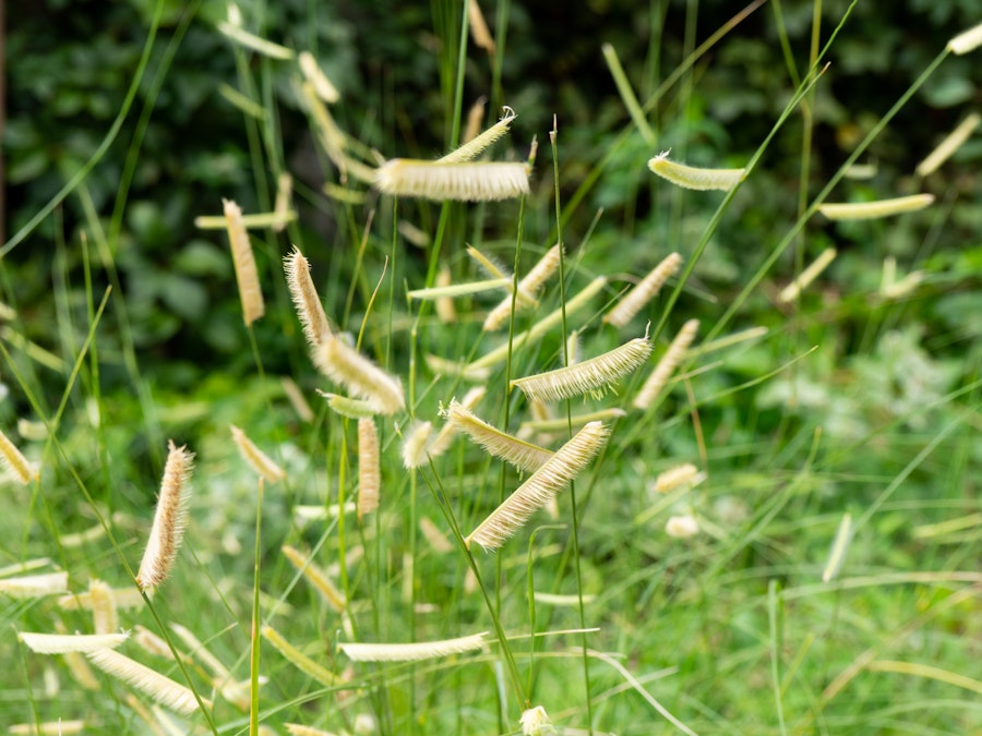 Photo: Grass and Leaves