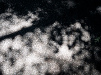 Shadows on Pavement - A shadow of a tree on a black pavement surface