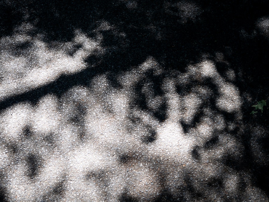 Photo: A shadow of a tree on a black pavement surface