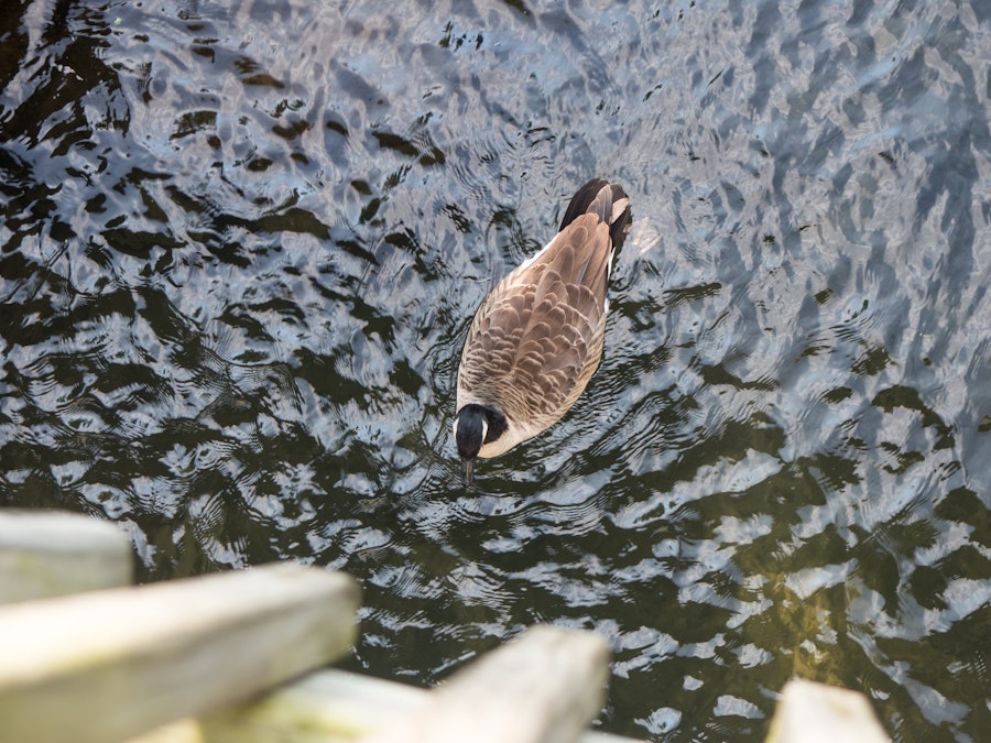 Photo: Goose in Pond