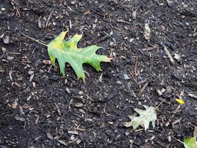 Leaves on Soil