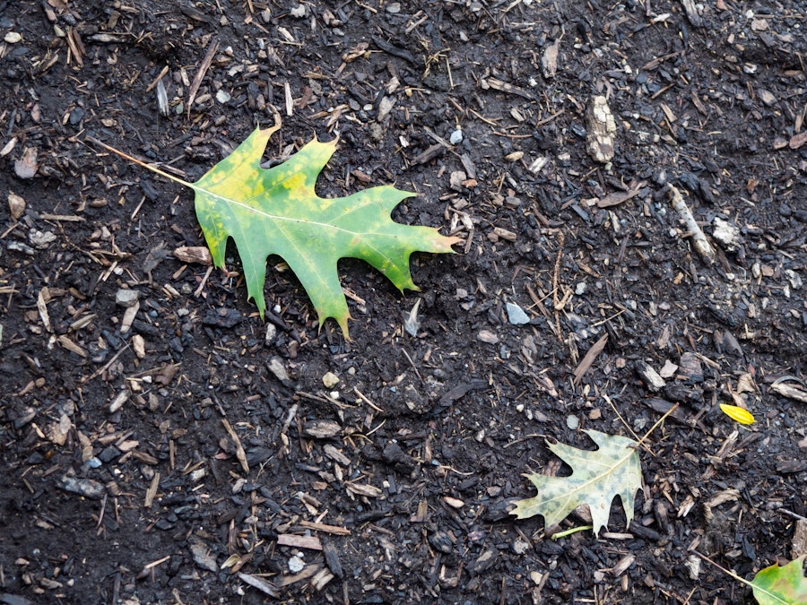 Photo: Leaves on Soil