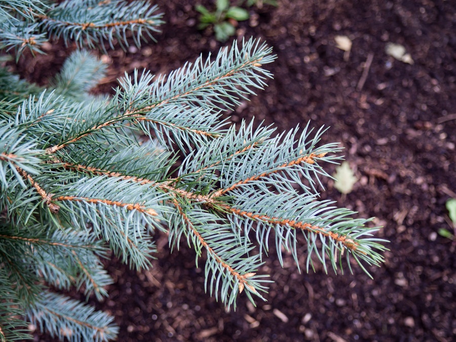 Photo: Pine Leaf Bush